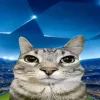 Стикер 45 Коты премиум