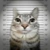 Стикер 49 Коты премиум