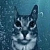 Стикер 32 Коты премиум