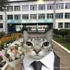 Стикер 5 Коты премиум