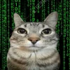 Стикер 26 Коты премиум