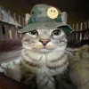 Стикер 58 Коты премиум