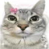 Стикер 7 Коты премиум