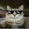 Стикер 10 Коты премиум