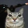 Стикер 54 Коты премиум