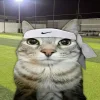 Стикер 35 Коты премиум