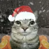 Стикер 6 Коты премиум