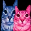 Стикер 51 Коты премиум