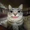 Стикер 61 Коты премиум