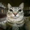 Стикер 22 Коты премиум