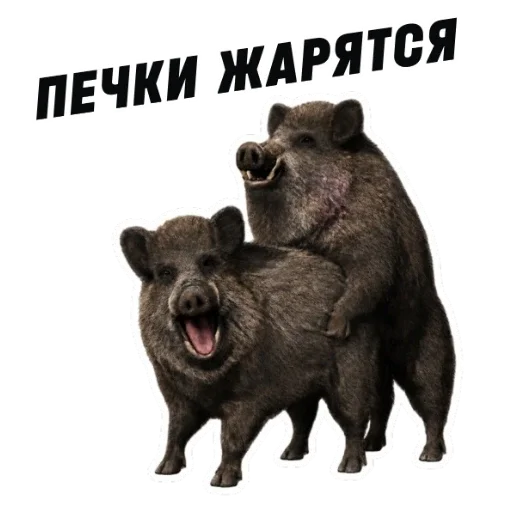 🤯 Стикер «kaban» для Telegram