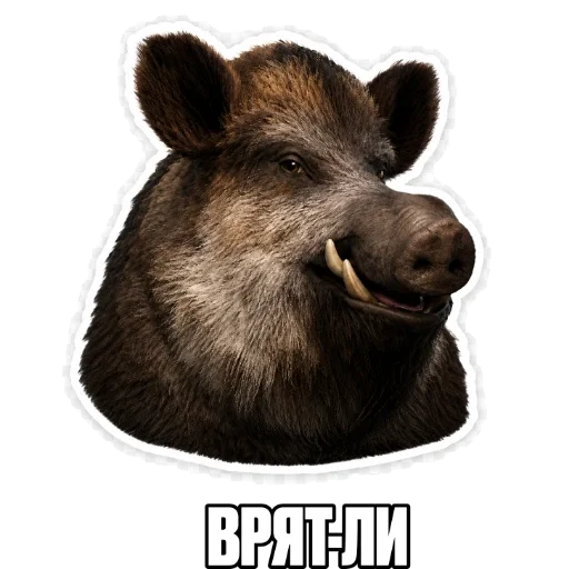 🤨 Стикер «kaban» для Telegram