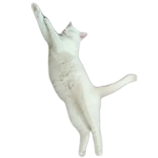 🐱 Стикер «Киса» для Telegram