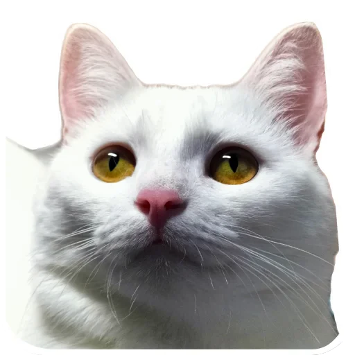🐱 Стикер «Киса» для Telegram