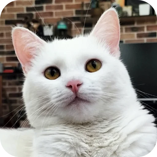 🐱 Стикер «Киса» для Telegram