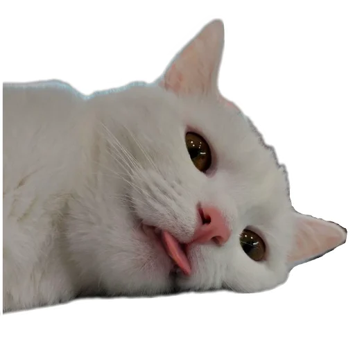 🐱 Стикер «Киса» для Telegram