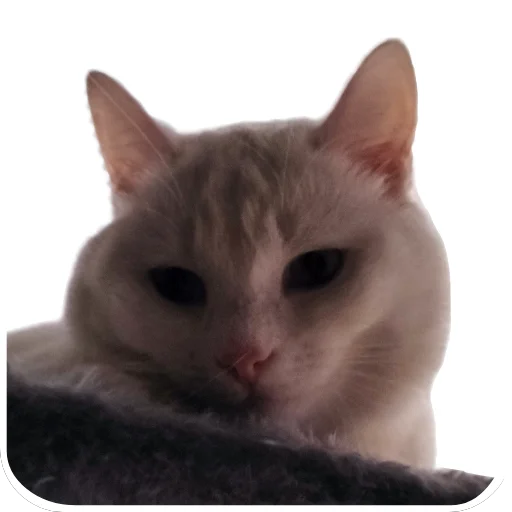 🐱 Стикер «Киса» для Telegram