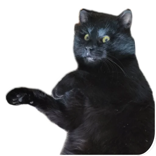 🐱 Стикер «Киса» для Telegram