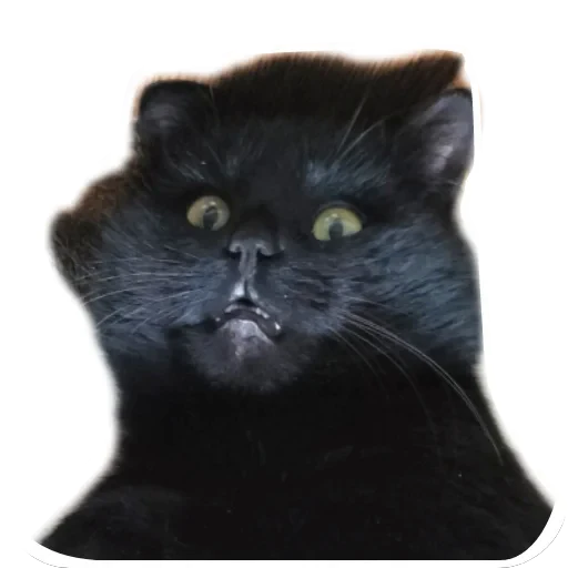 🐱 Стикер «Киса» для Telegram