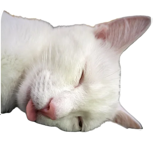🐱 Стикер «Киса» для Telegram