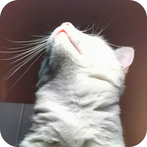 🐱 Стикер «Киса» для Telegram