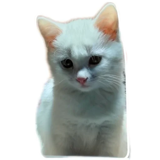 🐱 Стикер «Киса» для Telegram
