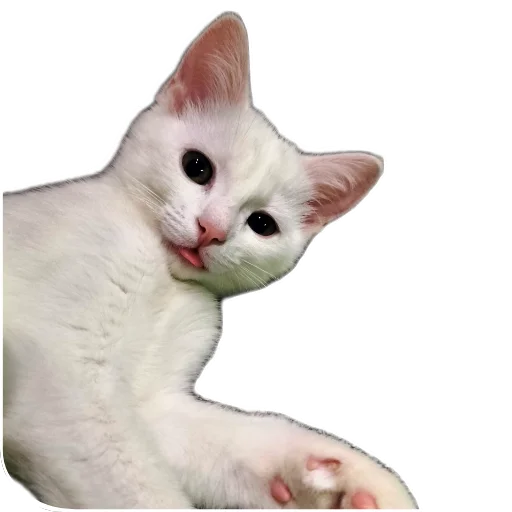 🐱 Стикер «Киса» для Telegram