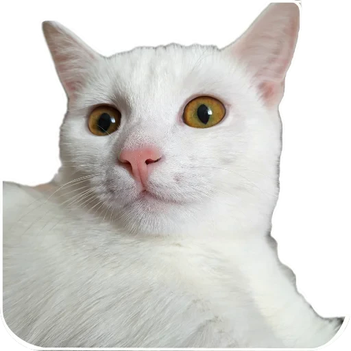 🐱 Стикер «Киса» для Telegram