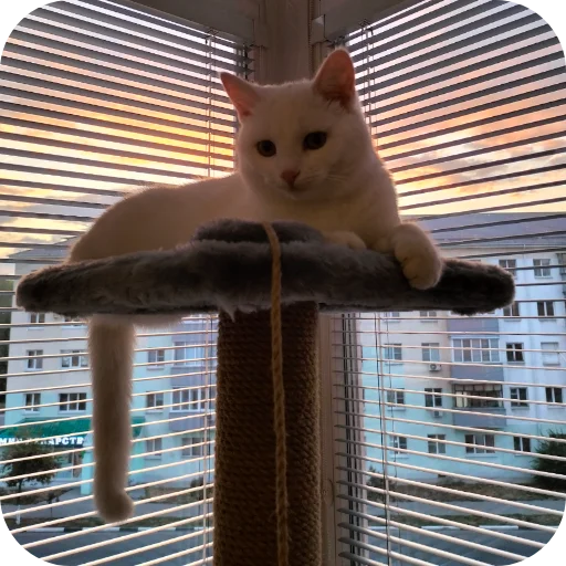 🐱 Стикер «Киса» для Telegram