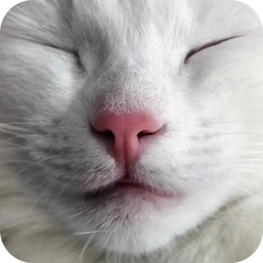 🐱 Стикер «Киса» для Telegram