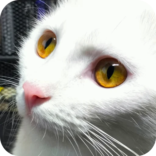 🐱 Стикер «Киса» для Telegram