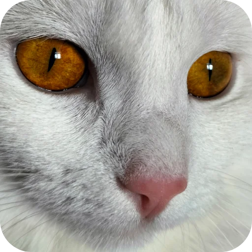 🐱 Стикер «Киса» для Telegram