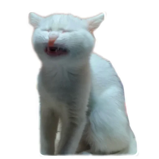 🐱 Стикер «Киса» для Telegram
