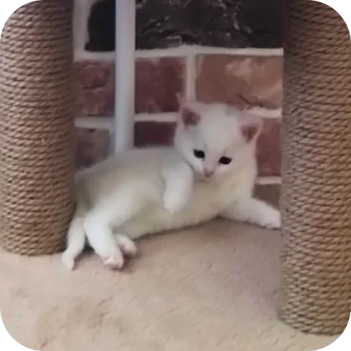 🧱 Стикер «Киса» для Telegram