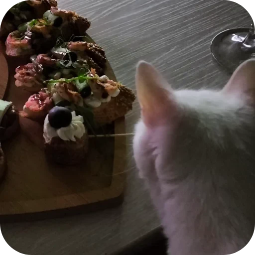 🐱 Стикер «Киса» для Telegram