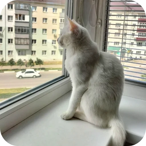 🐱 Стикер «Киса» для Telegram