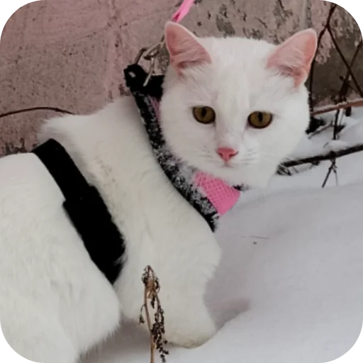 🌿 Стикер «Киса» для Telegram