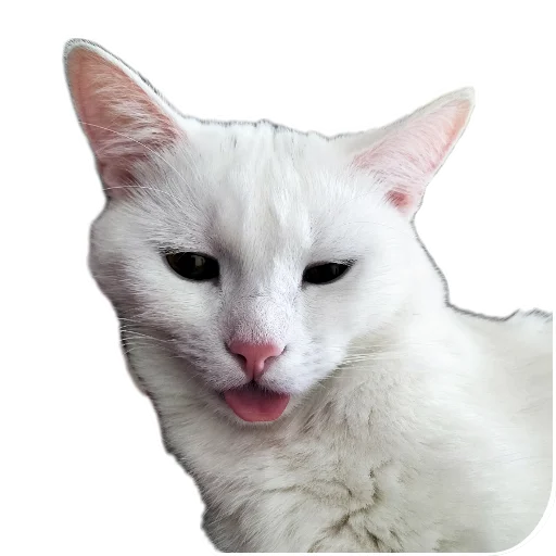 🐱 Стикер «Киса» для Telegram
