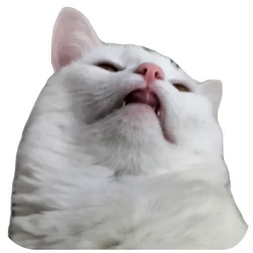 🐱 Стикер «Киса» для Telegram