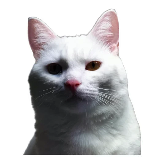 🐱 Стикер «Киса» для Telegram