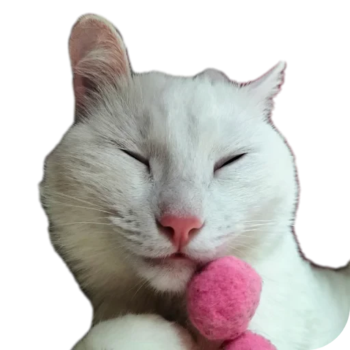 🐱 Стикер «Киса» для Telegram