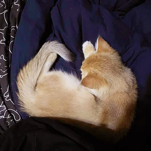 🐈 Стикер «котёнок Ра» для Telegram