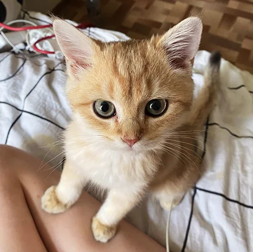 🐱 Стикер «котёнок Ра» для Telegram