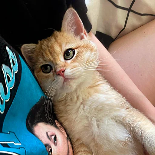 🌚 Стикер «котёнок Ра» для Telegram