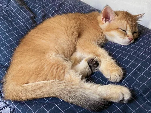 😴 Стикер «котёнок Ра» для Telegram