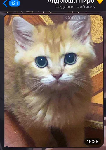 💛 Стикер «котёнок Ра» для Telegram
