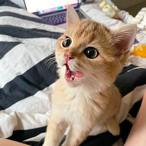 😋 Стикер «котёнок Ра» для Telegram