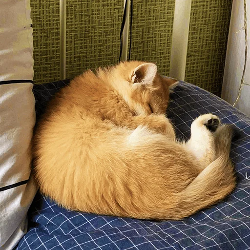 😴 Стикер «котёнок Ра» для Telegram
