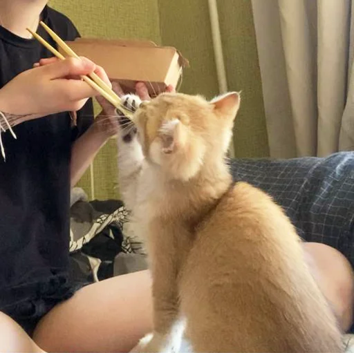 🍴 Стикер «котёнок Ра» для Telegram
