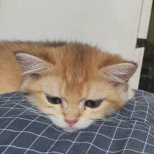 🥲 Стикер «котёнок Ра» для Telegram